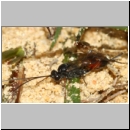 Aptesini spp - Schlupfwespe w02d 9mm - Sandgrube Niedringhaussee det06.jpg